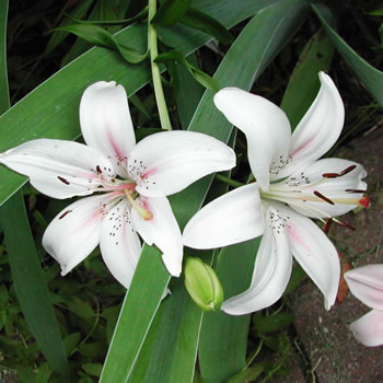 Lilium Marseille